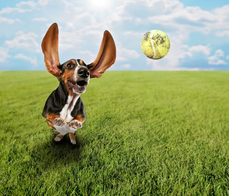 Hundebeschäftigung – So lastest du deinen Hund aus