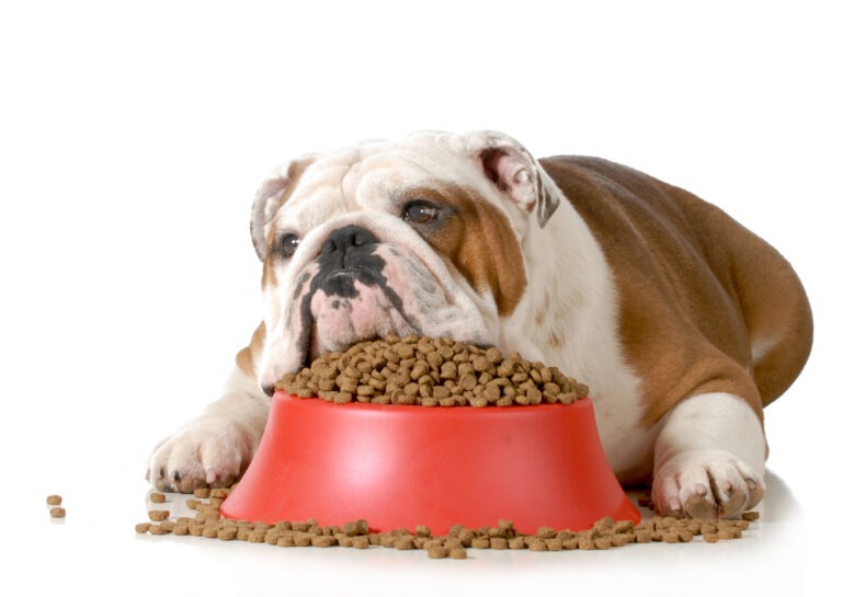 Hundeernährung – Der Grundstein für ein gesundes Hundeleben