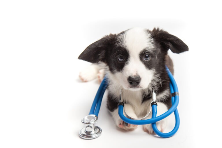 Hundegesundheit — So erkennst du, ob dein Hund gesund ist
