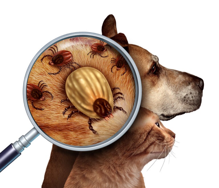 Zecken beim Hund – Hundewissen und wichtige Fakten