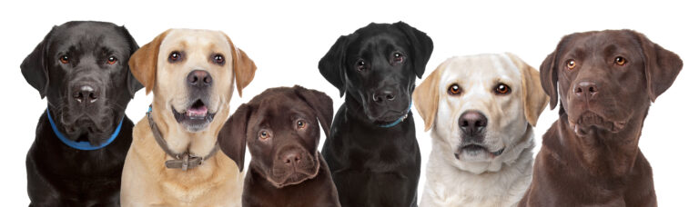 Der Labrador : Anfänger- und Familienhund durch und durch