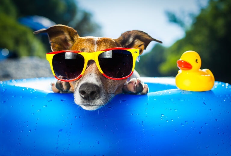 Abkühlung für Hunde – Die 5 besten Tipps für den Sommer