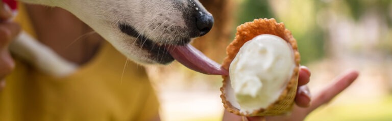 Hundeeis selber machen – 5 tolle Rezepte zum Nachmachen