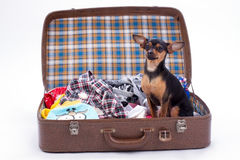 Urlaub mit Hund – Hundefakten und Reisecheckliste