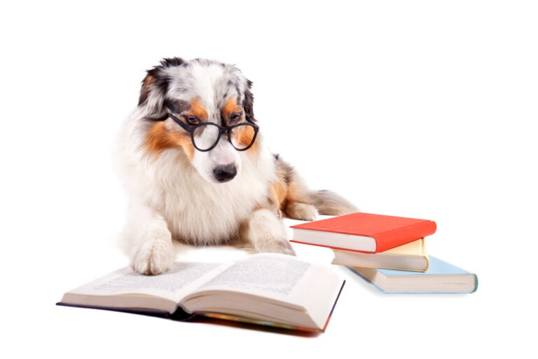 Hundefakten – 10 überraschende Fakten, die jeder wissen sollte