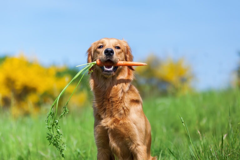 Hundeernährung im Sommer – leichte und erfrischende Kost für unsere Vierbeiner