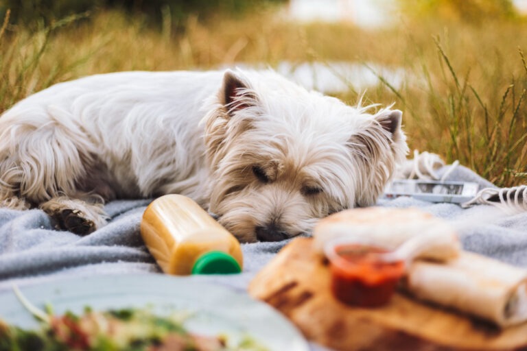 5 erfrischende Hundesmoothies für den Sommer