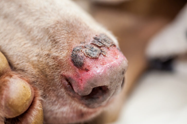 Sonnenbrand beim Hund – Anzeichen, Erste Hilfe & wichtige Informationen