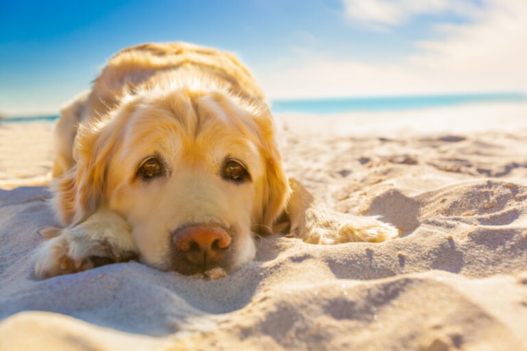 Sonnenstich beim Hund – Anzeichen, Erste Hilfe & wichtige Informationen