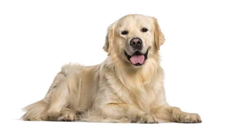 Der Golden Retriever : die beliebte Hunderasse für Anfänger