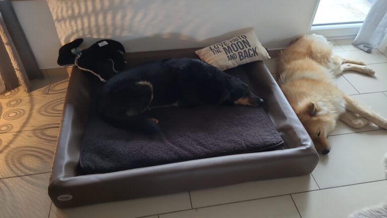 Der Hundebett-Ratgeber : So findest du das passende Bett für deinen Vierbeiner !