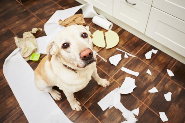 Übersprungshandlung beim Hund – was bedeutet das genau ?