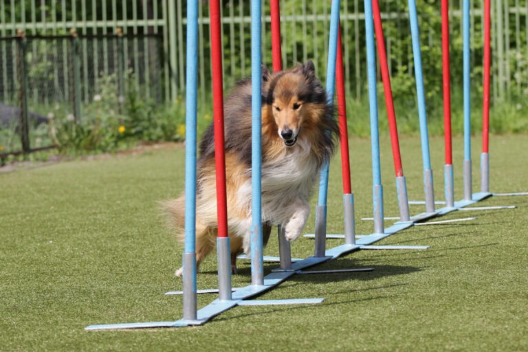 Agility Training – Grundlagen und Übungen für Mensch und Hund
