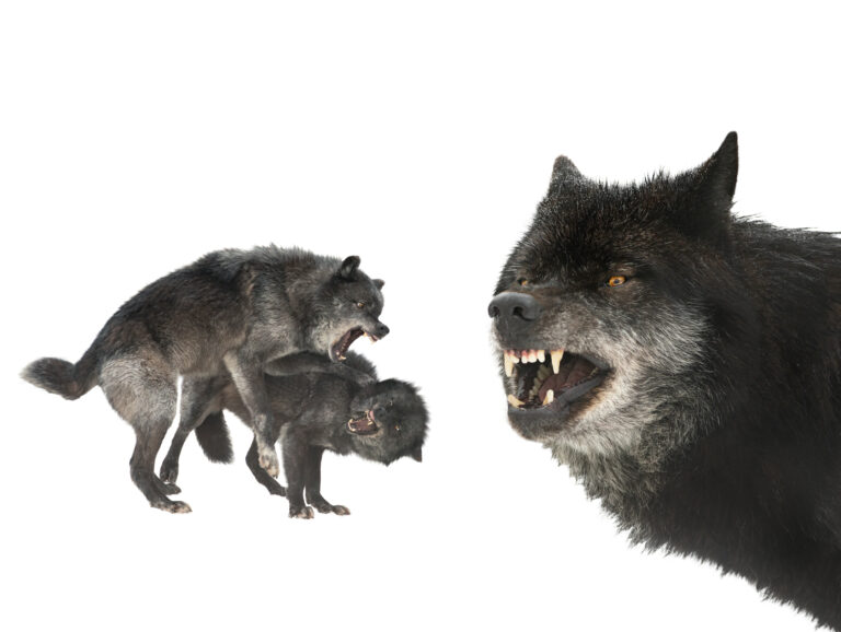 Körpersprache von Hunden : Warum du sie lesen lernen solltest