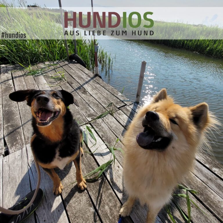 Wie verändert sich das Leben mit einem Hund ?