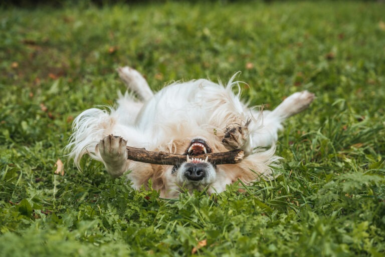 Das Hundeleben — der Weg vom Welpen zum erwachsenen Hund