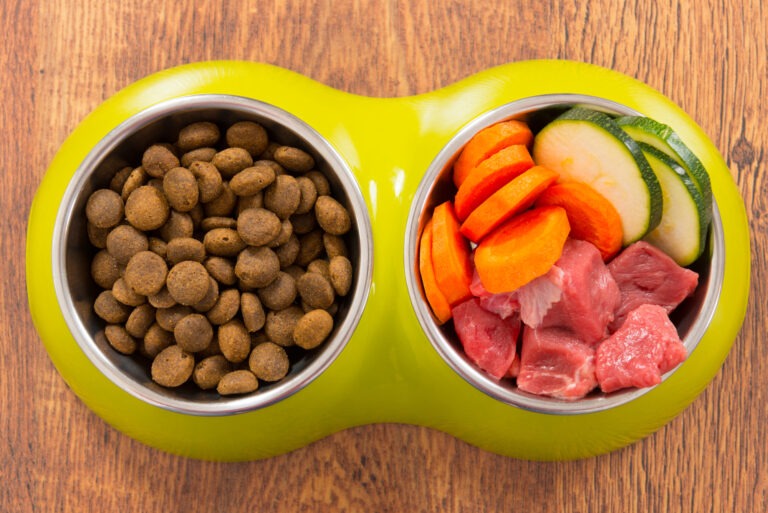 Ernährungsberatung für Hunde – Warum sie wirklich wichtig ist !