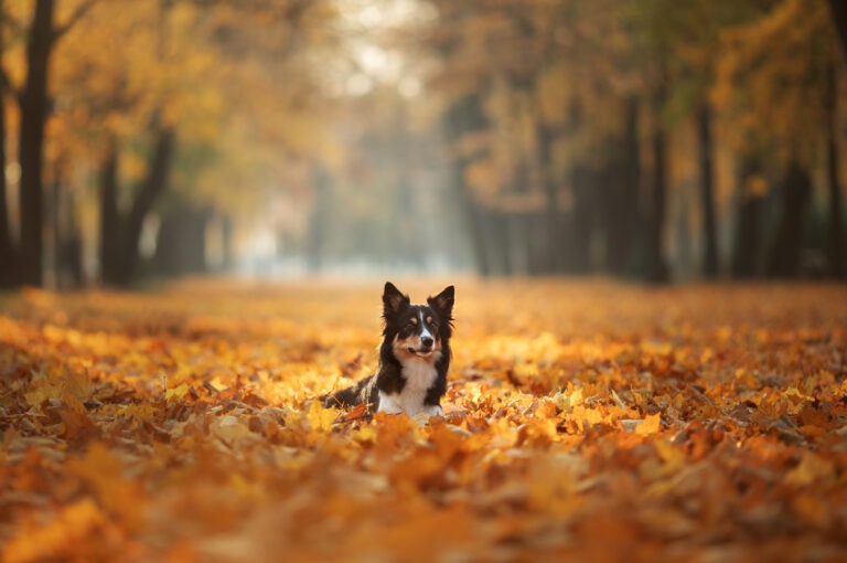 Hundegesundheit – Herbstliche Tipps für Hund und Halter