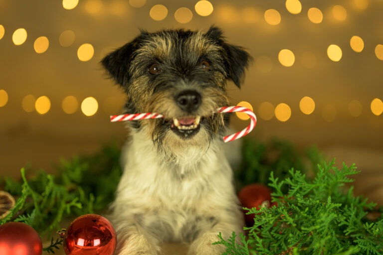 Adventskalender für Hunde – 15 Kalenderideen für deinen Vierbeiner