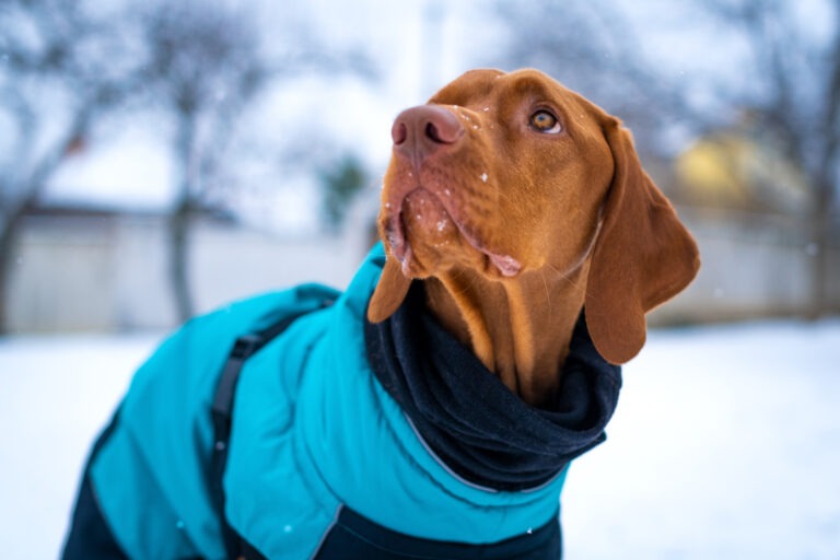 Hundemantel für den Herbst und Winter – darauf solltest du achten !