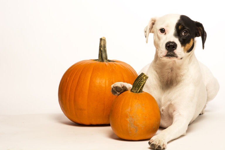 Kürbis für Hunde – Wissenswertes, Vorteile und Hundefakten