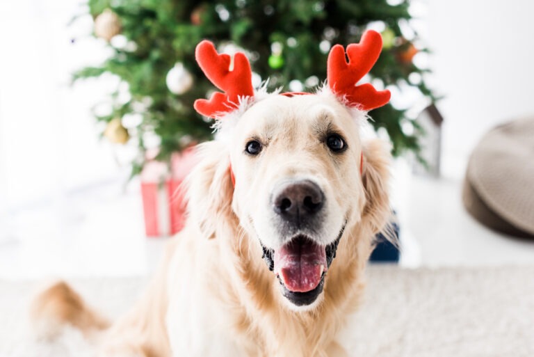 Feierliche Fellfreude – die besten Weihnachtsgeschenke für Hunde