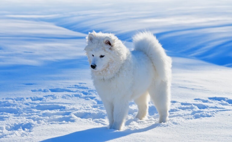 Schneegastritis beim Hund : Die Gefahr im Winter