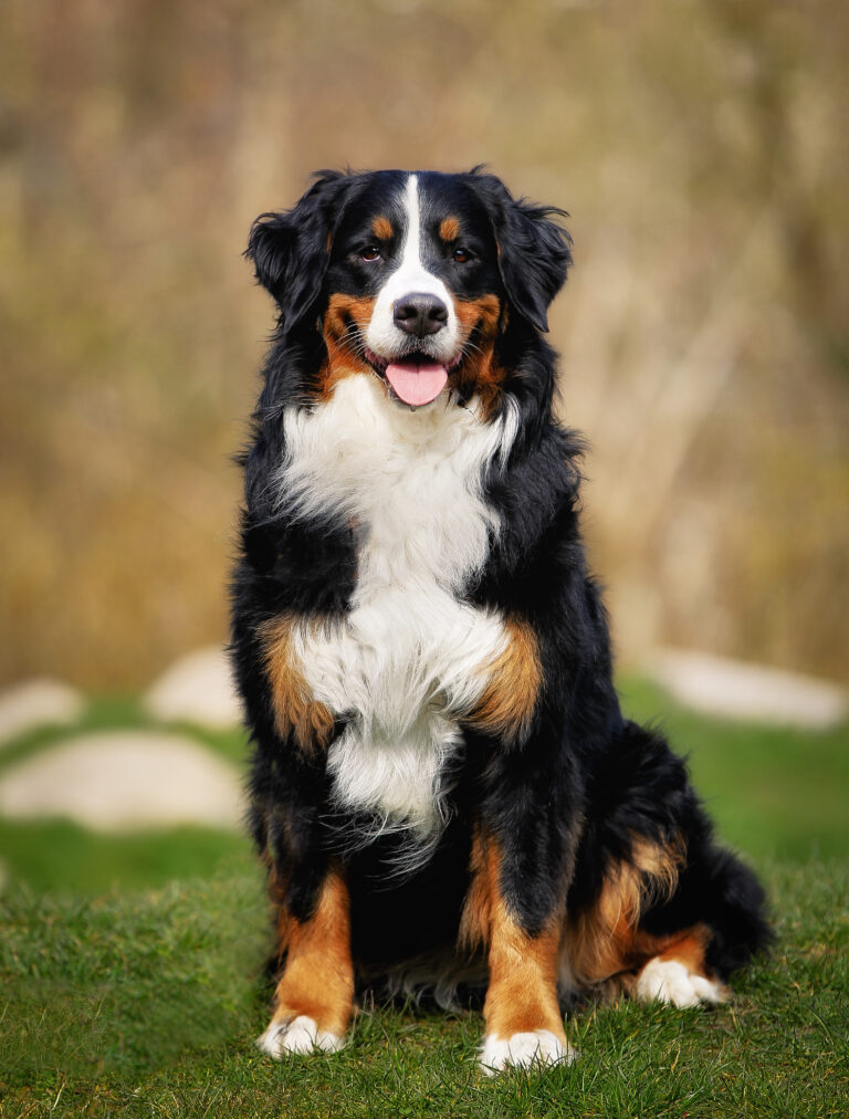 Der Berner Sennenhund – der gutmütige Familienhund