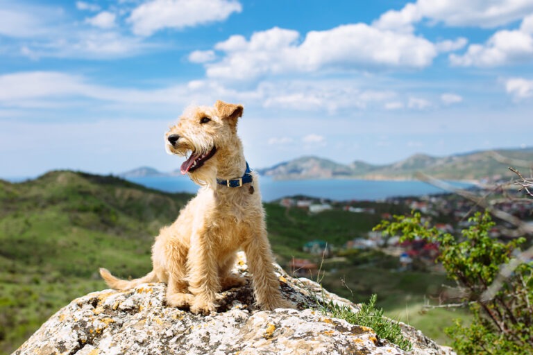 Wandern mit Hund : 7 Tipps für das besondere Abenteuer in der Natur
