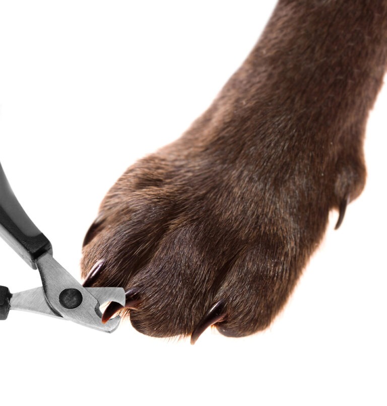 Unser Hunderatgeber zum Thema Krallenscheren für Hunde – warum Krallenschneiden wichtig ist