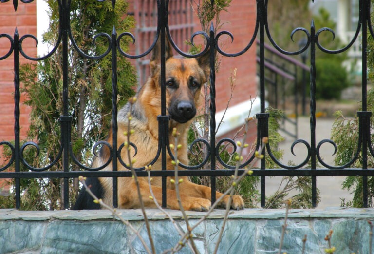 Territorialverhalten von Hunden – Definition, Erklärungen und Hundefakten