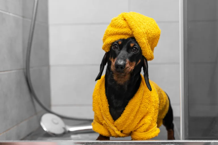 Unser Hunderatgeber zum Thema Bademantel für den Hund