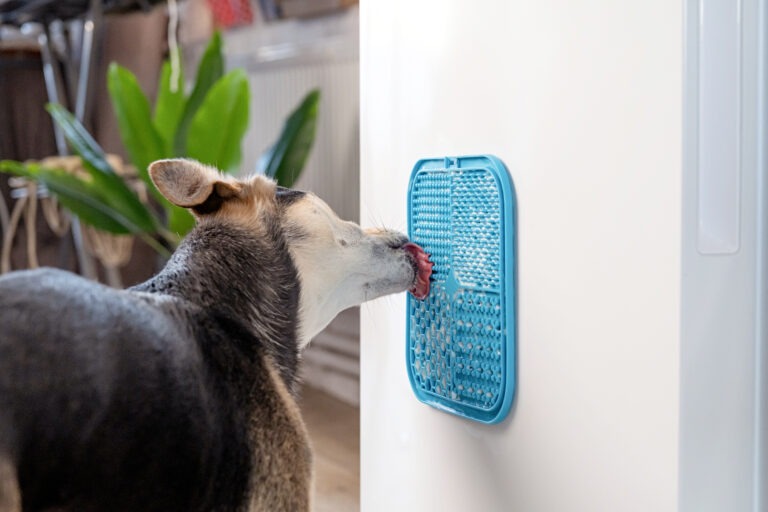 Schleckmatte für Hunde — Beschäftigung und Spaß zugleich
