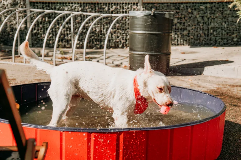 Ultimativer Wasserspaß : Hundepool und Wasserspielzeuge für den Sommer