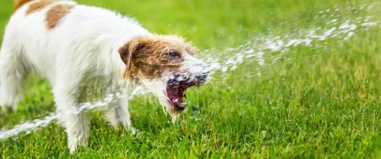 Wasservergiftung beim Hund : Was du wissen musst
