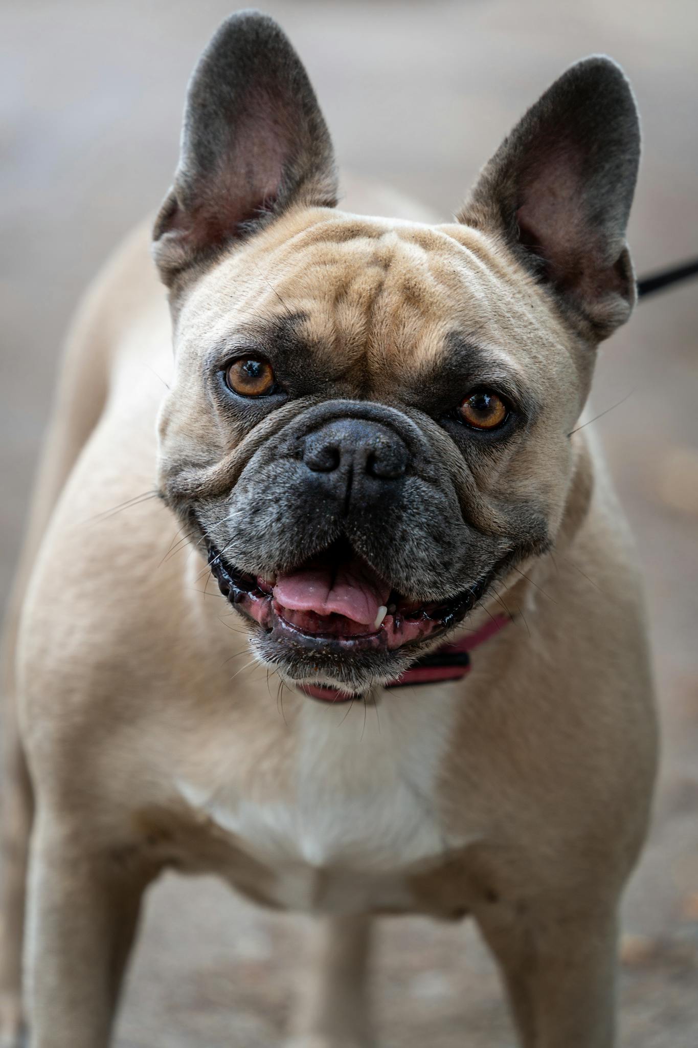 Adorable French Bulldog happily posing outdoors, showcasing its charming expression and unique features.