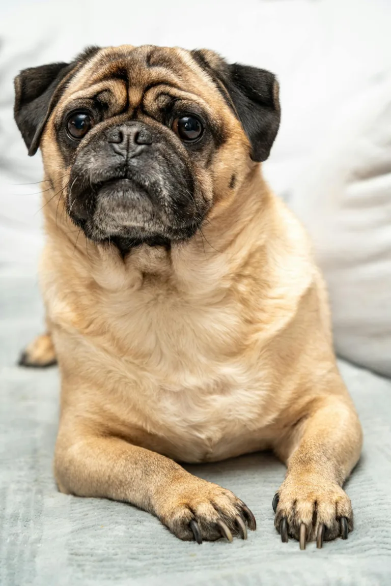 Adorable pug resting indoors on a comfortable sofa, showcasing its lovable personality.
