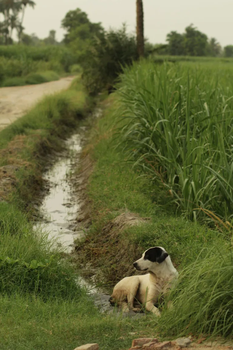 Black and white dog sitting by a stream in a lush rural landscape, Mehmood Kot, Pakistan.