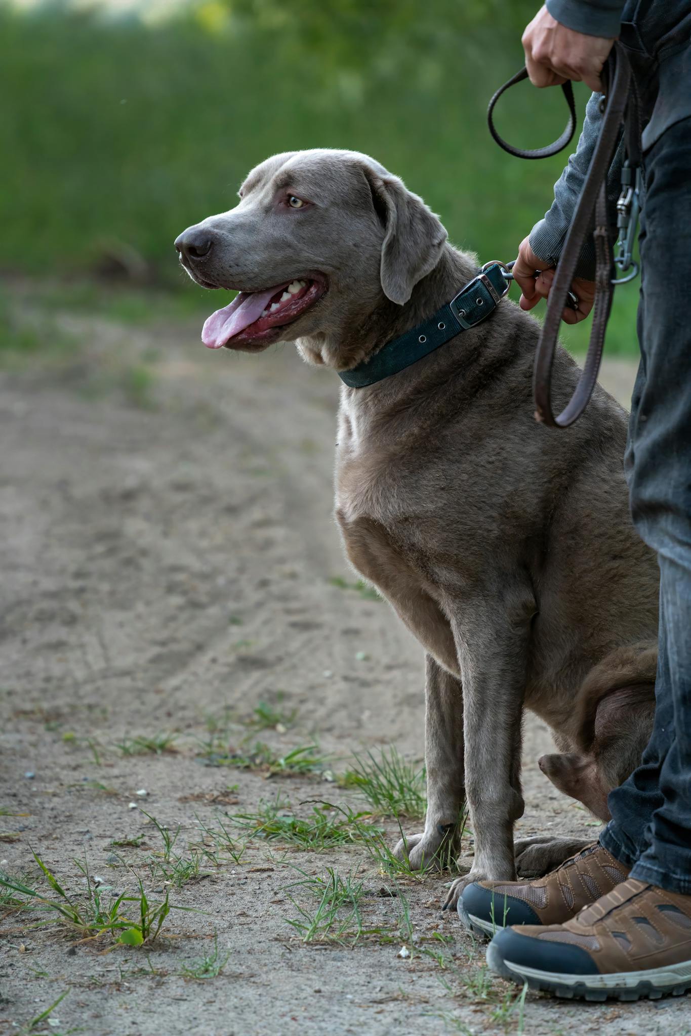 Calm and obedient Weimaraner dog sitting outdoors with owner holding the leash.
