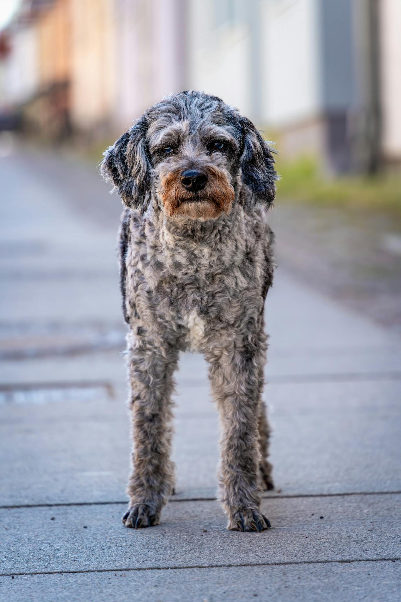 Charming Aussiedoodle dog standing alert on a city sidewalk, showcasing curly fur and attentive gaze.