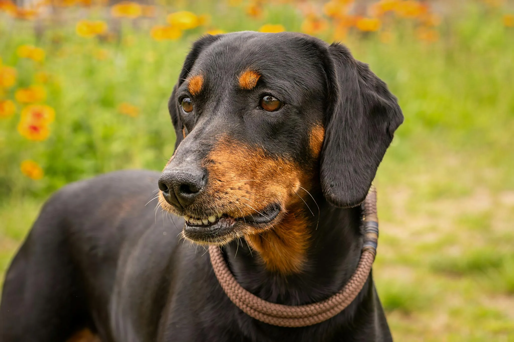 Charming black and tan dog outdoors, exuding loyalty and charm in a natural setting.