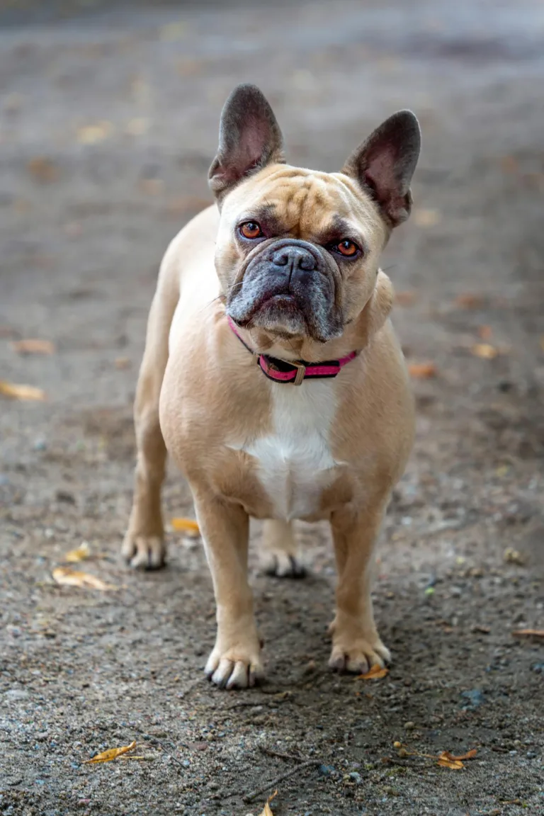 Charming French Bulldog on a gravel path with autumn leaves, showcasing an adorable posture.