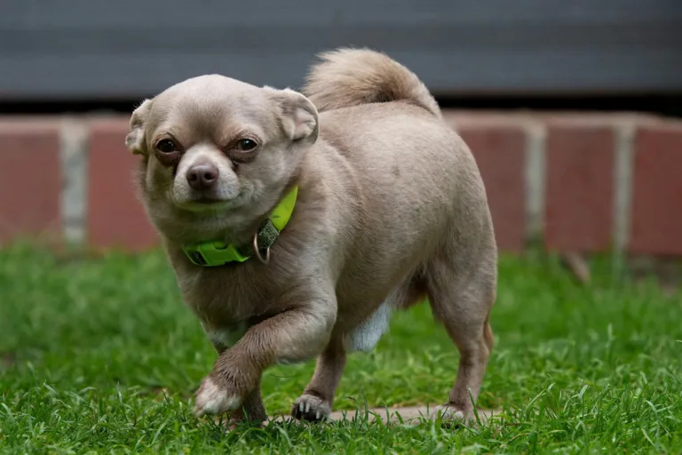 Cute Chihuahua with green collar standing confidently on a grass lawn.
