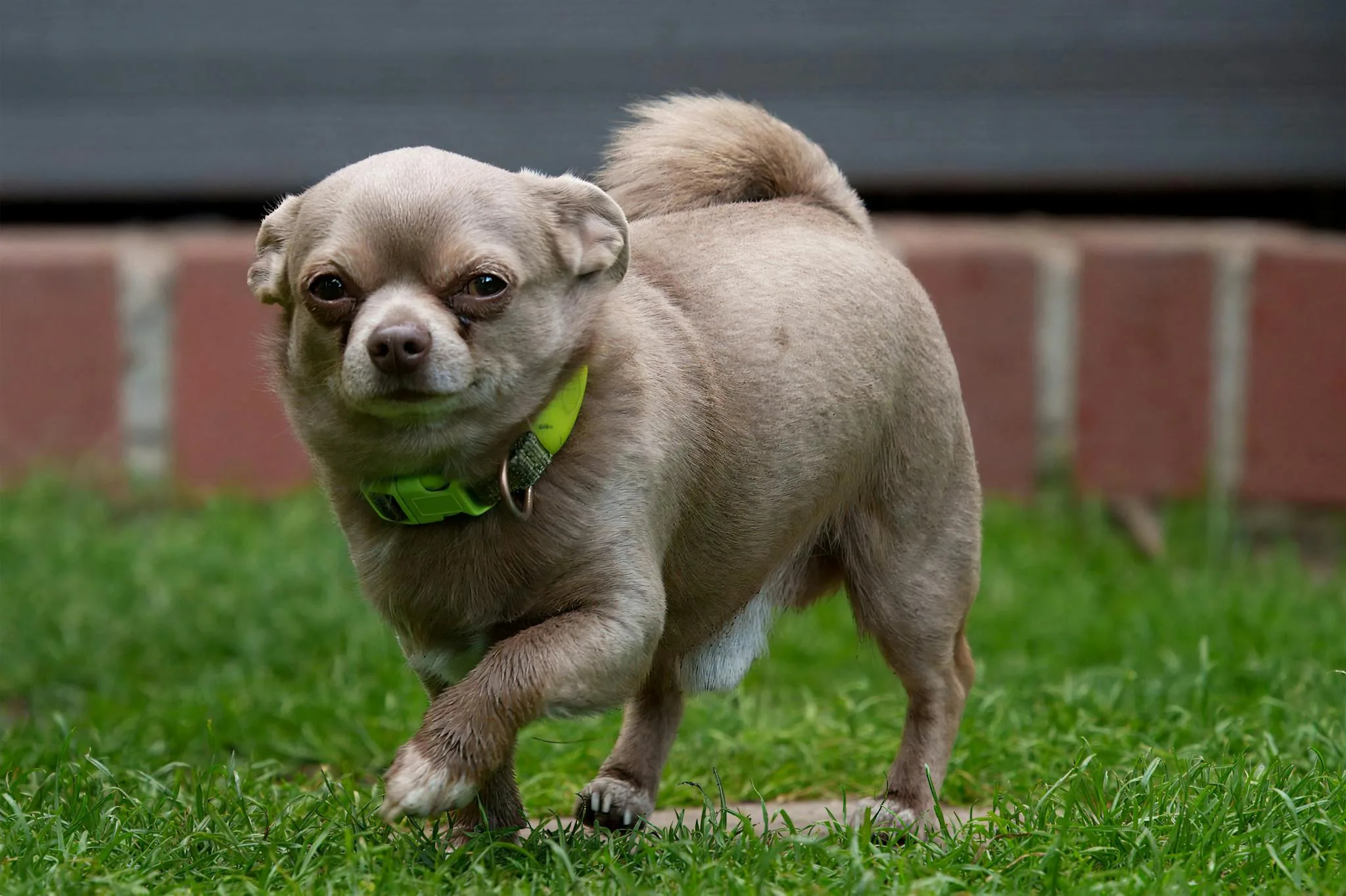 Cute Chihuahua with green collar standing confidently on a grass lawn.