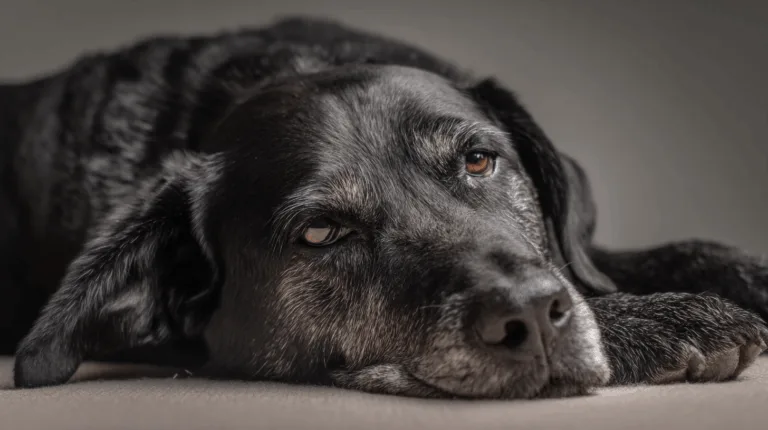 Emotionen beim Hund – warum Verhalten immer emotional geprägt ist