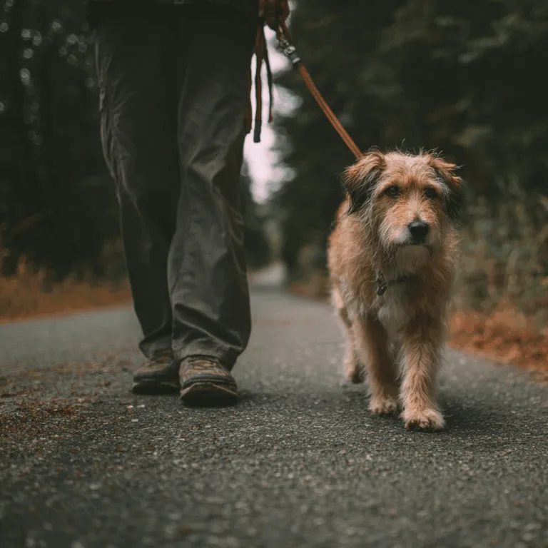 Wenn Erwartungen den Alltag belasten – Mensch & Hund im Gleichgewicht