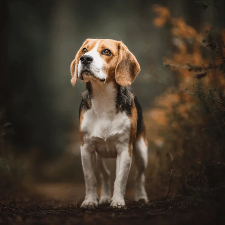 Der Beagle – freundlicher Familienhund oder hochspezialisierter Jagdarbeiter&nbsp;?
